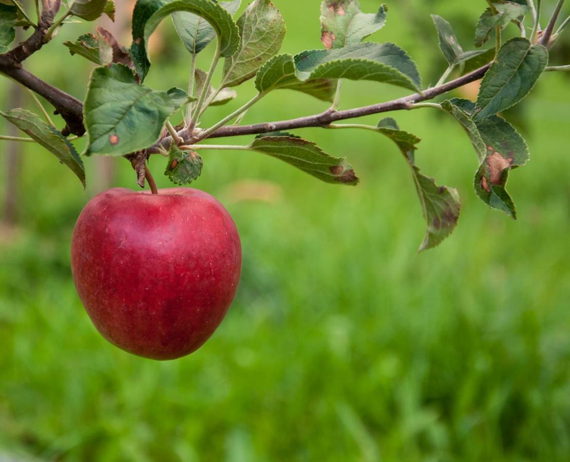 Appartamento Ferien In Feld 109 Langenegg Esterno foto